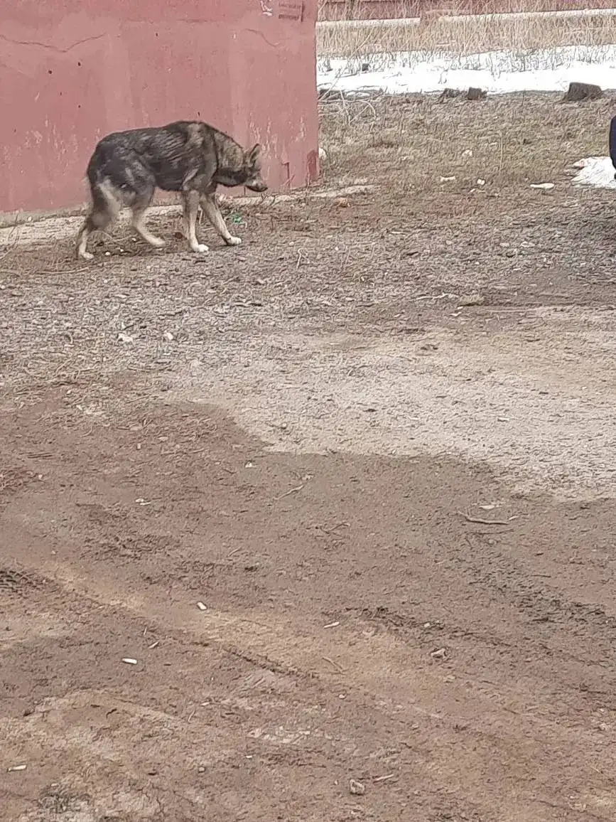 Собака нуждается в помощи в Энгельсе - Собаки (Животные) в Энгельс
