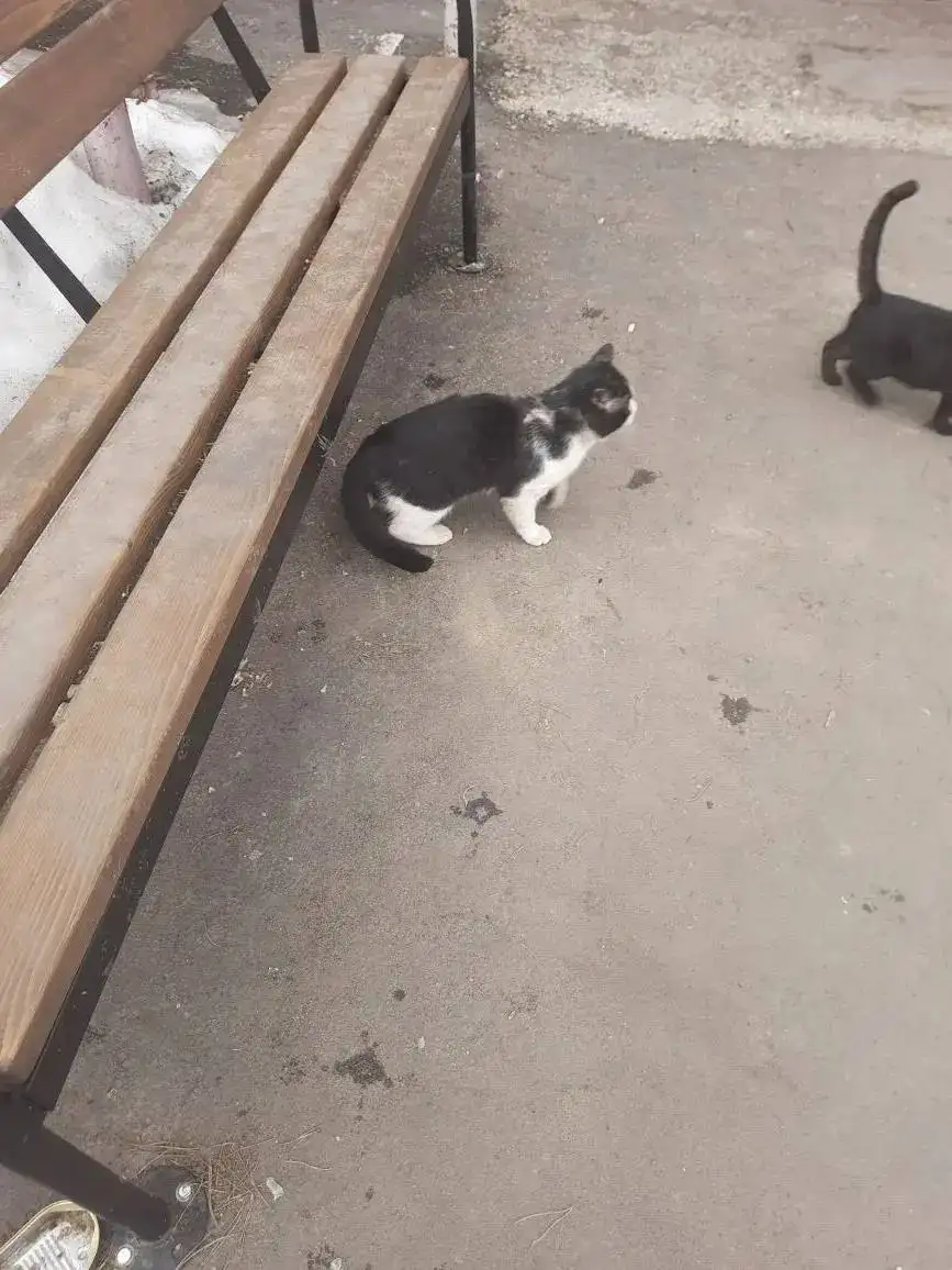 Бегает слепой на один глаз кот на улице - Кошки (Животные) в Саратов