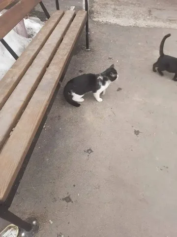 Бегает слепой на один глаз кот на улице - Благотворительность/Помощь в Саратов