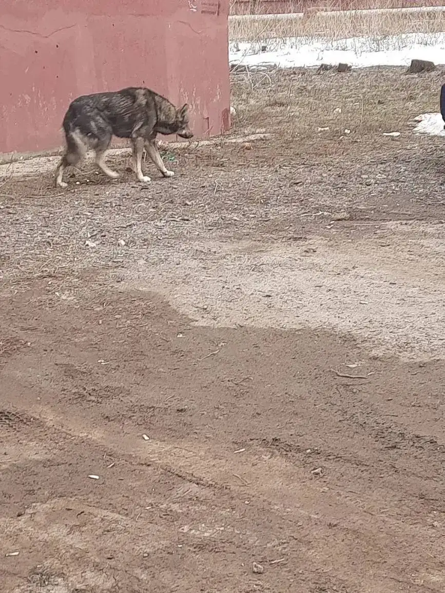 Собака в Энгельсе нуждается в помощи - Собаки (Животные) в Энгельс