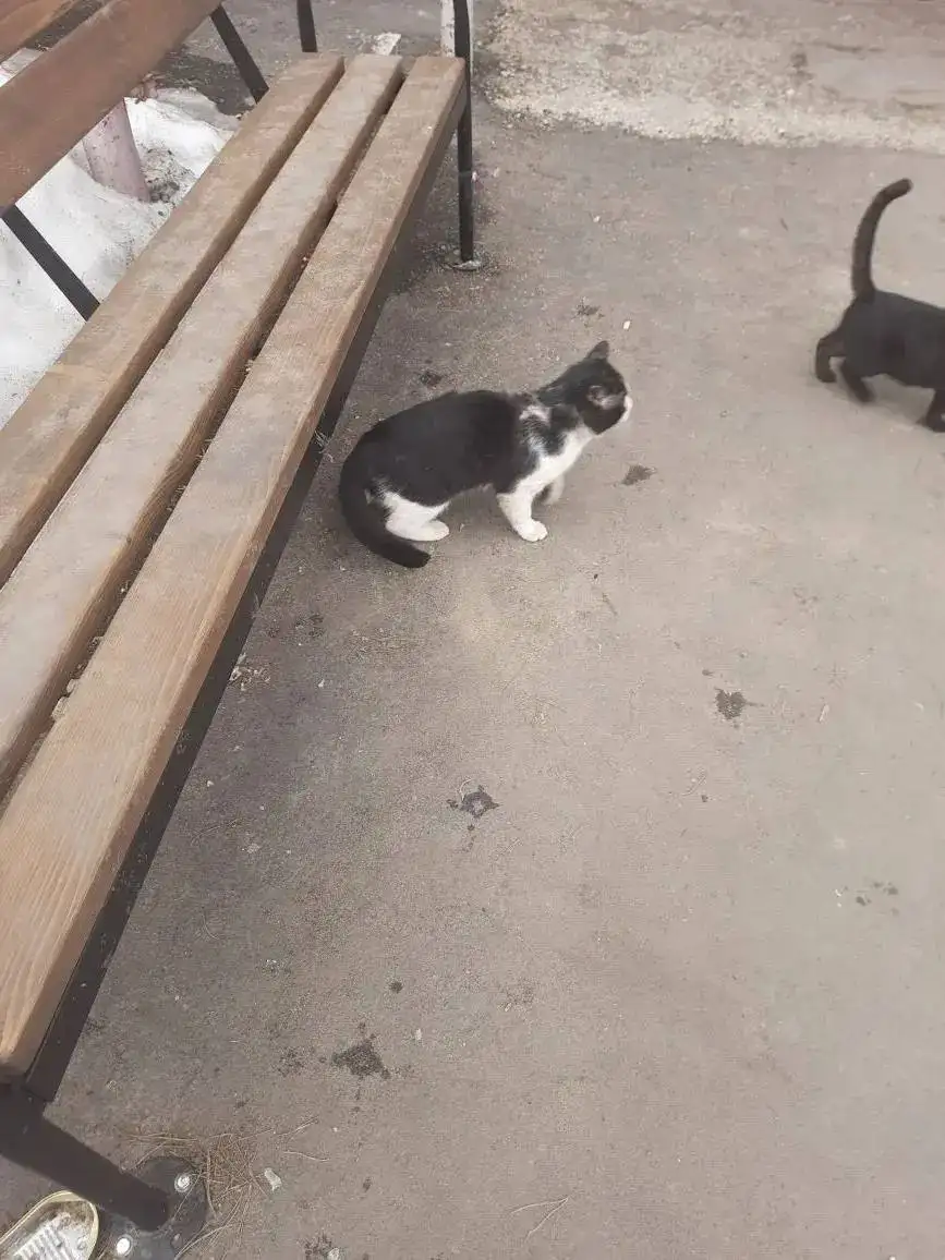 Потерянный кот в плачевном состоянии - Кошки (Животные) в Саратов