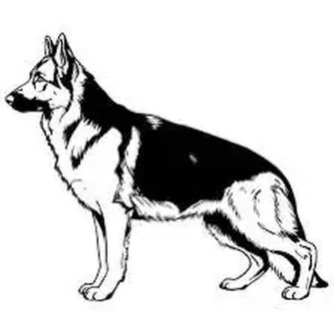 Потерянная немецкая овчарка в Саратове - Благотворительность/Помощь в Саратов