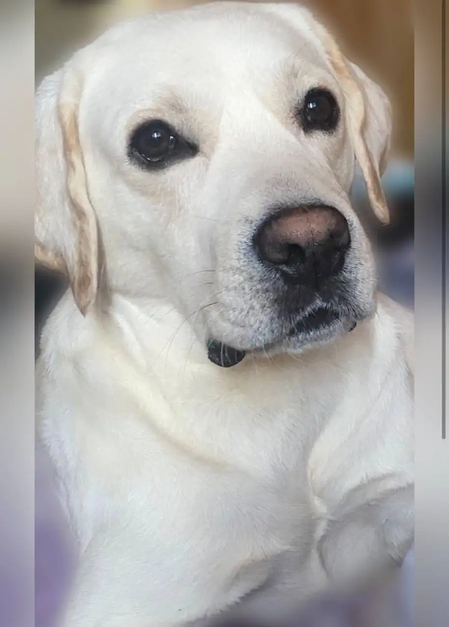 Пропал белый лабрадор в районе Пензенской 41 - Собаки (Животные) в Саратов