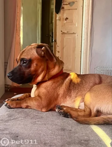 Пропала собака коричневого окраса в красном ошейнике - Благотворительность в Энгельс