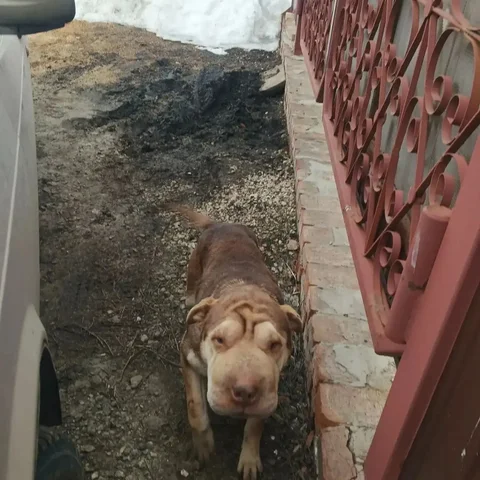 Потерянная собака в Саратове, Ленинский район - Кошки и собаки в Саратов