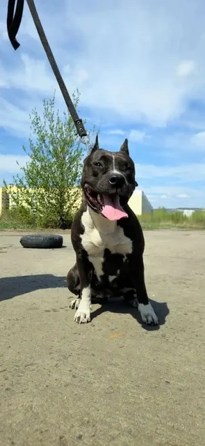 Отдам в добрые руки породистого амстаффа (сука, 4 года) - Кошки и собаки в Саратов