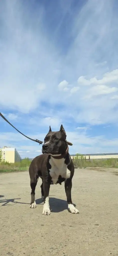 Отдам в добрые руки породистого амстаффа (сука, 4 года) - Собаки (Животные) в Саратов