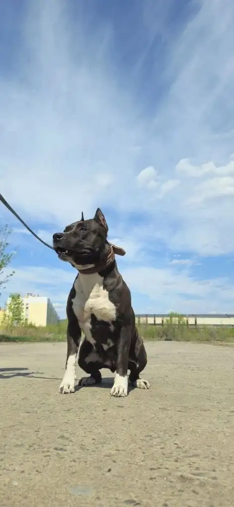Отдам в добрые руки породистого амстаффа (сука, 4 года) - Собаки (Животные) в Саратов