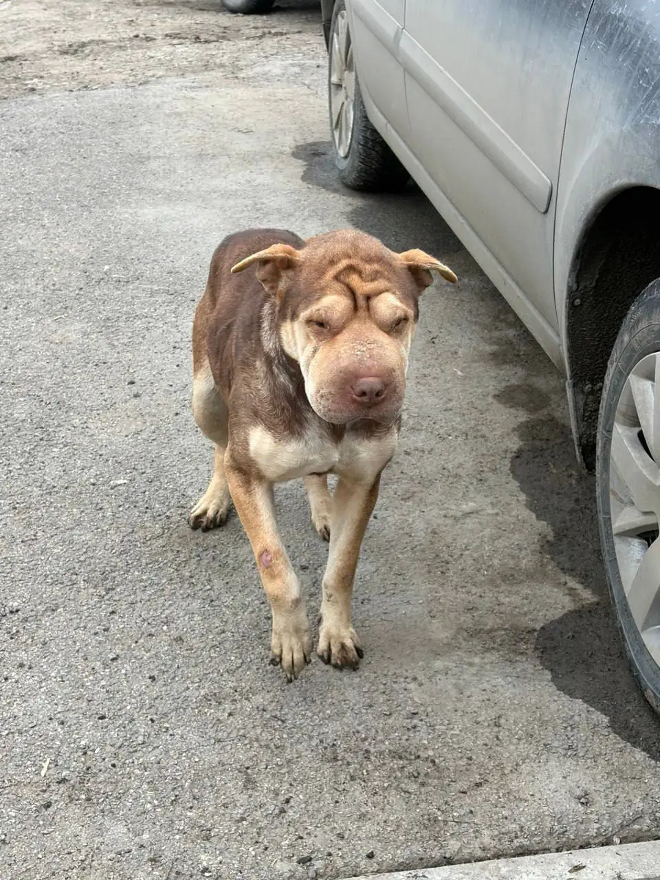 Потерянная собака Шарпей в Ленинском районе Саратова - Собаки (Животные) в Саратов