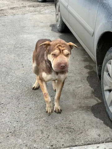 Потерянная собака Шарпей в Ленинском районе Саратова - Кошки и собаки в Саратов
