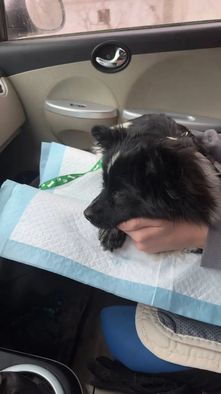 Сбор средств на лечение собаки Миры с парвовирусным гастроэнтеритом - Животные в Саратов