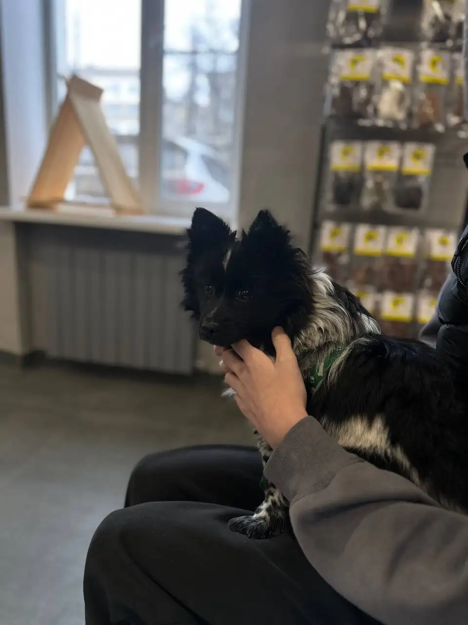 Сбор средств на лечение собаки Миры с парвовирусным гастроэнтеритом - Животные в Саратов