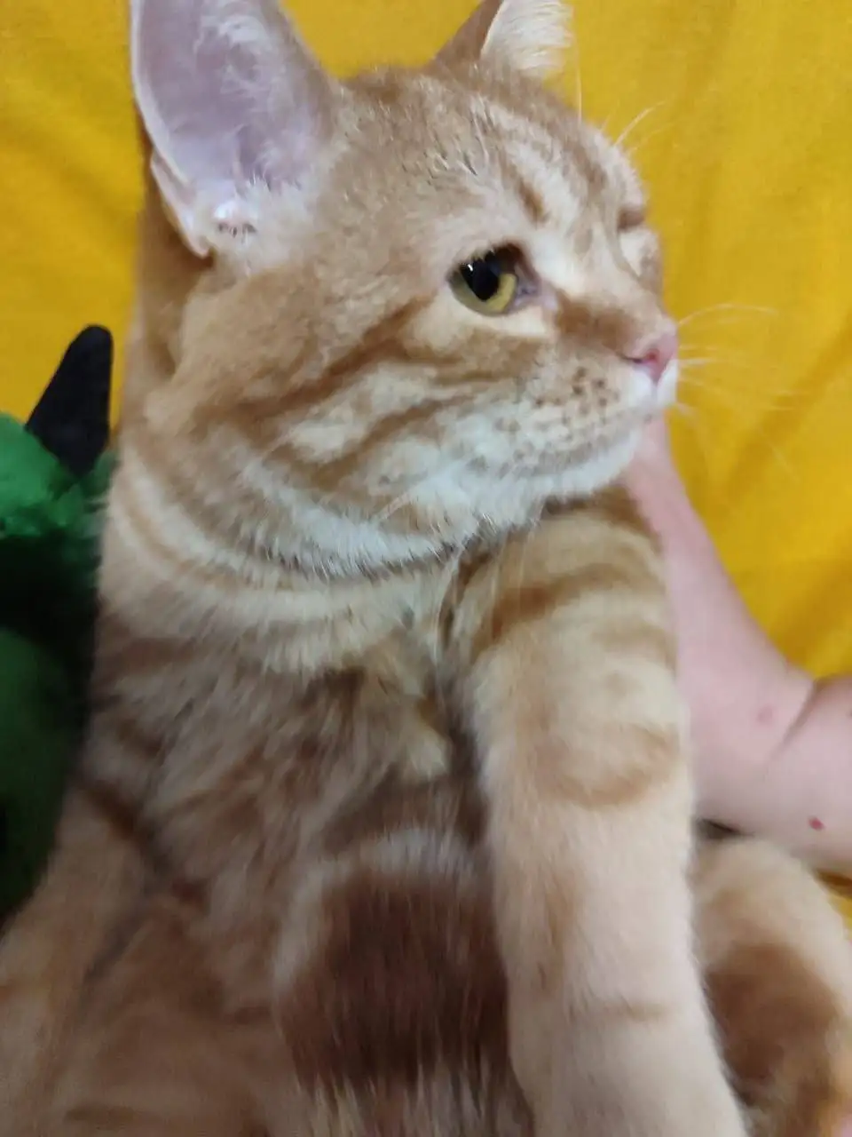 Кошка ищет дом в Саратове - Кошки (Животные) в Саратов