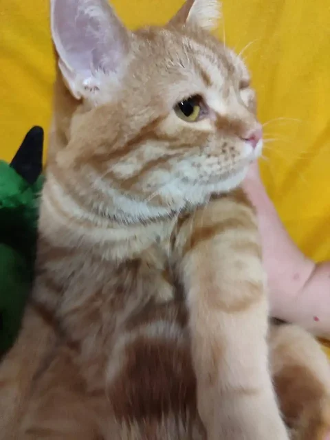 Кошка ищет дом в Саратове - Кошки и собаки в Саратов