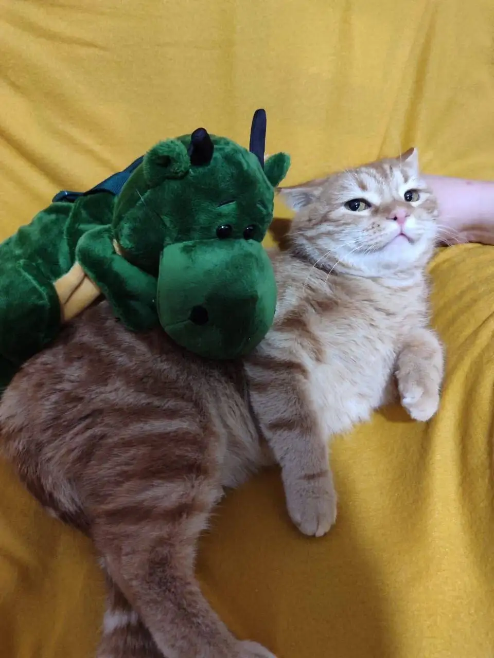 Кошка ищет дом в Саратове - Кошки (Животные) в Саратов