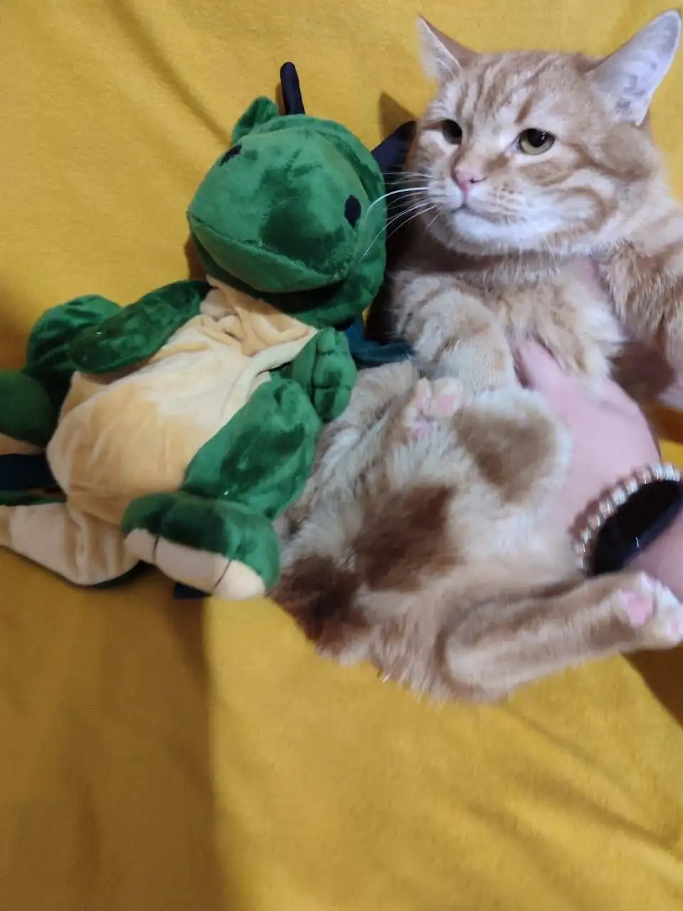 Кошка ищет дом в Саратове - Кошки (Животные) в Саратов