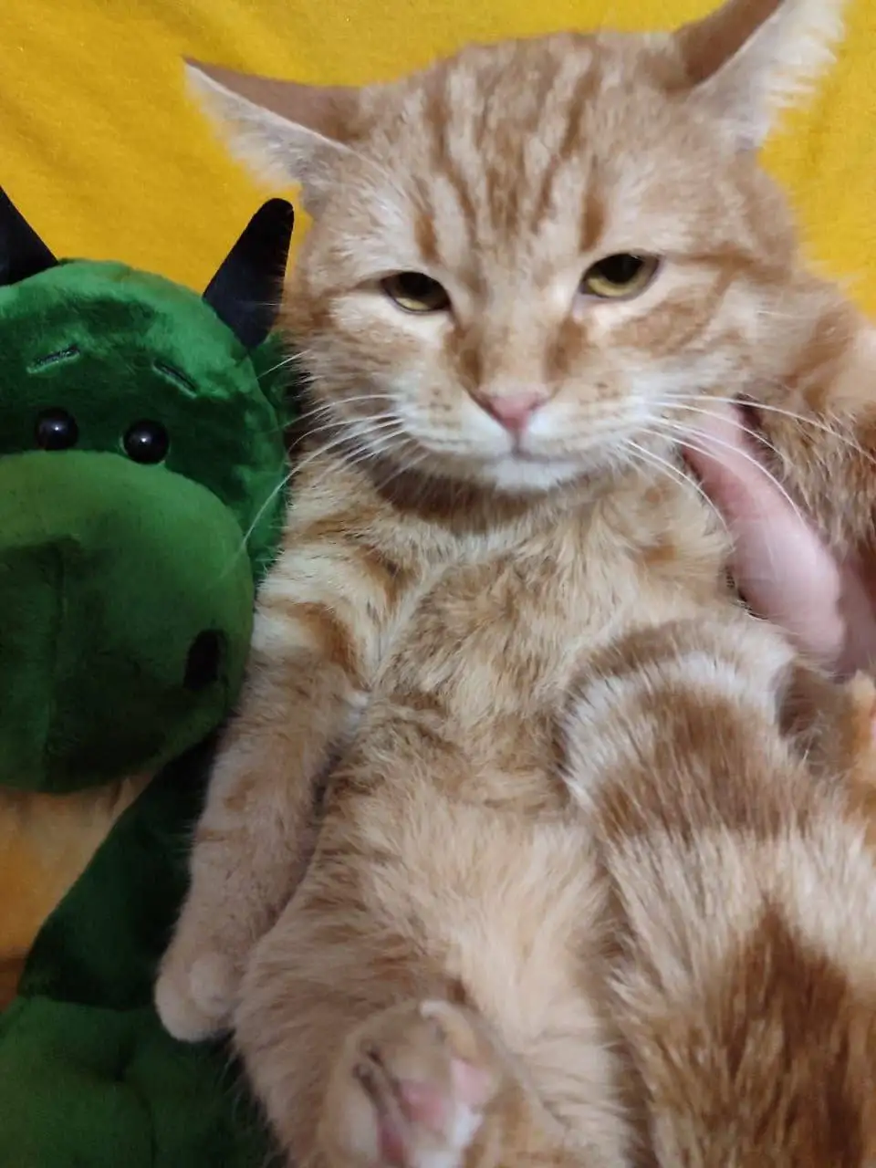 Кошка ищет дом в Саратове - Кошки (Животные) в Саратов