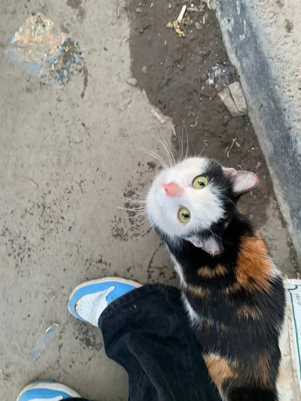 Кошка ищет дом в Саратове - Кошки (Животные) в Саратов