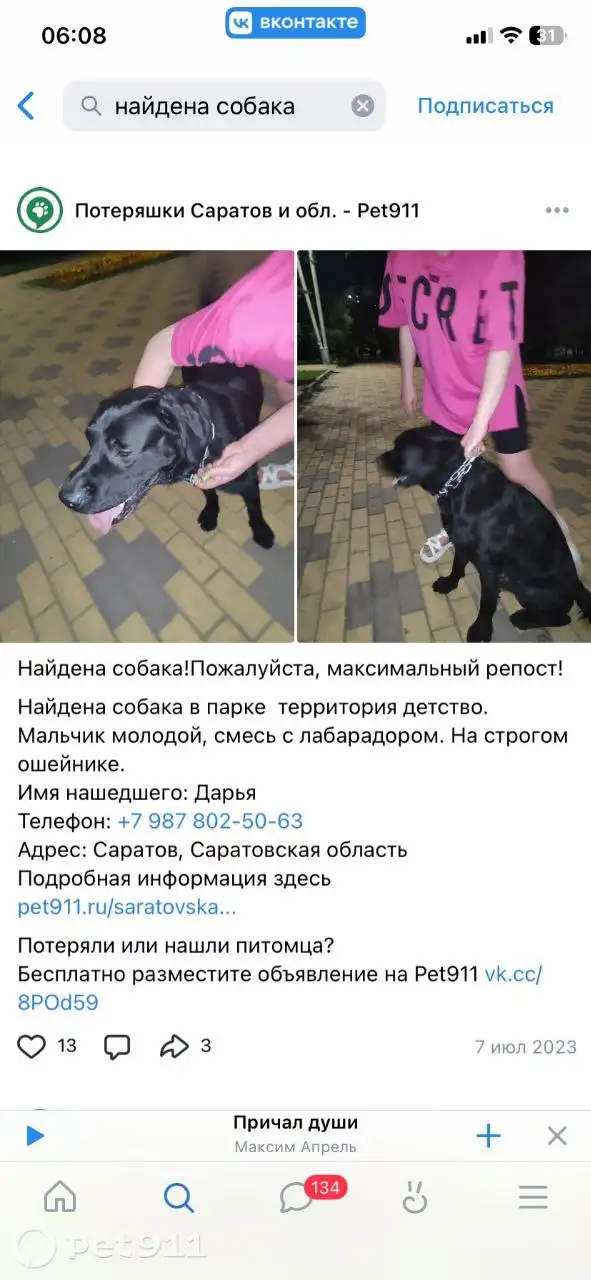 Пропала собака - черный лабрадор, кобель - Собаки (Животные) в Саратов