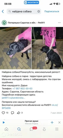 Пропала собака - черный лабрадор, кобель - Кошки и собаки в Саратов