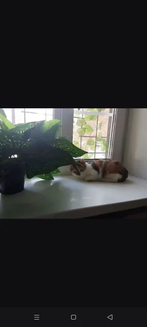 Пристройство молодой кошечки Волги в Саратове - Кошки и собаки в Саратов