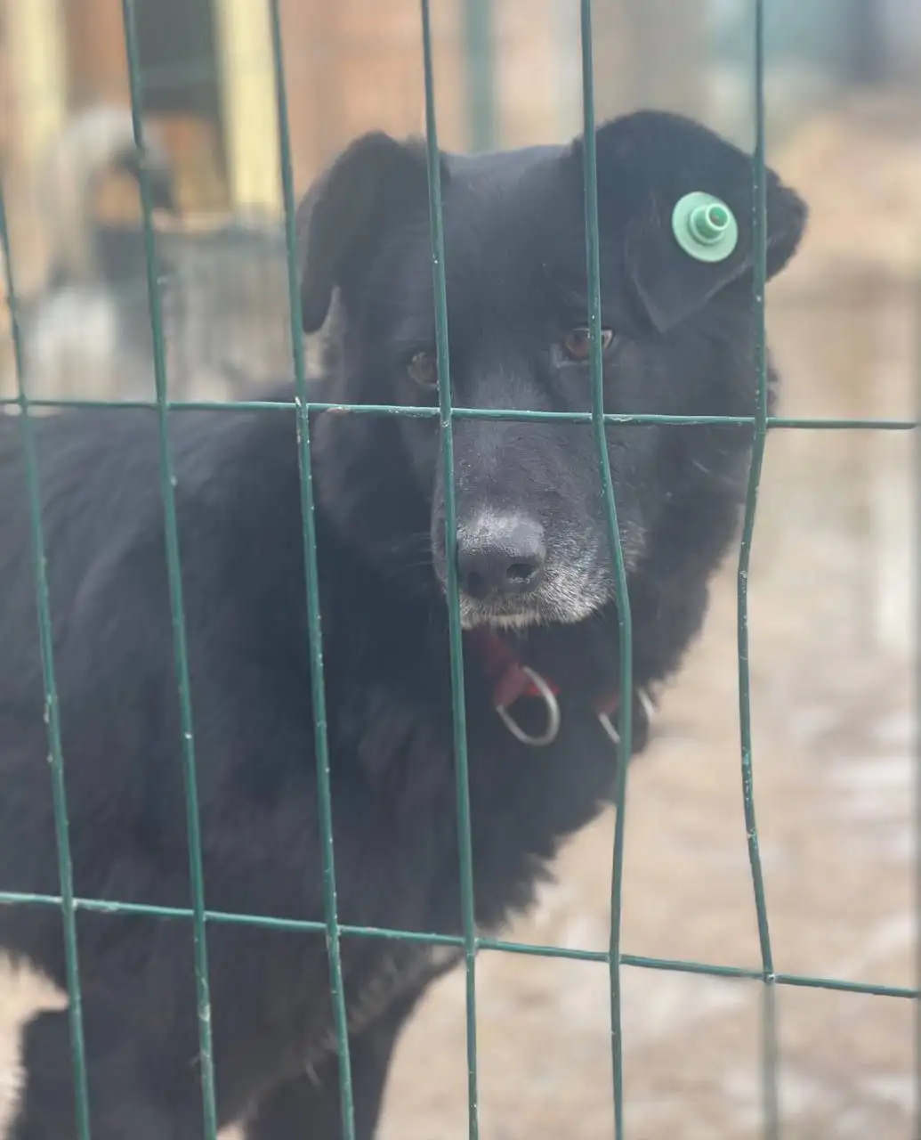 Сбор на проживание собаки Черныш на передержке - Животные в Саратов