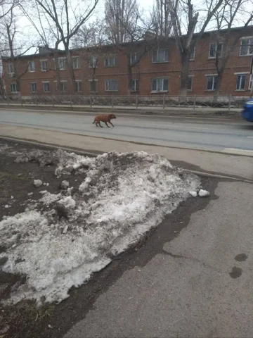 Потерянная рыжая собака в районе Тинзина - Продукция животноводства в Саратов