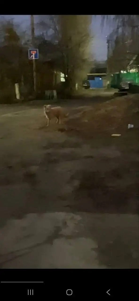 Потерян кобель Шурик в Энгельсе - Потерянные животные (Животные) в Энгельс