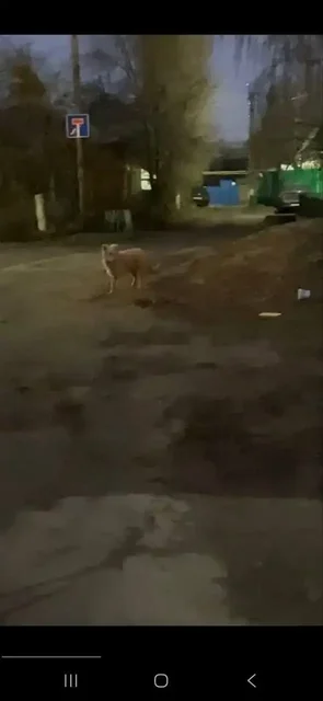 Потерян кобель Шурик в Энгельсе - Благотворительность в Энгельс