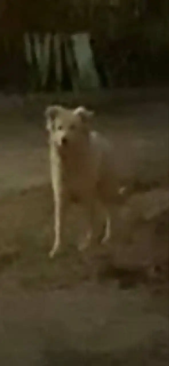 Потерян кобель Шурик в Энгельсе - Потерянные животные (Животные) в Энгельс