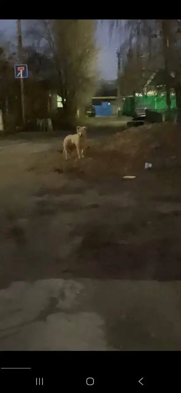 Потерян кобель Шурик в Энгельсе - Потерянные животные (Животные) в Энгельс