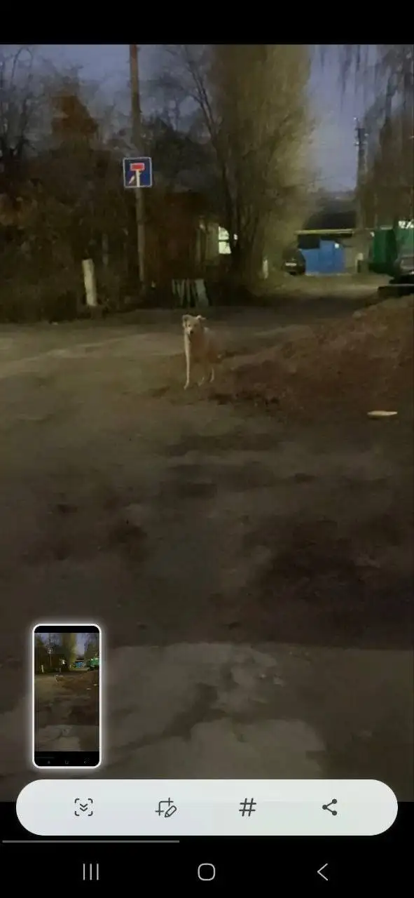 Потерян кобель Шурик в Энгельсе - Потерянные животные (Животные) в Энгельс