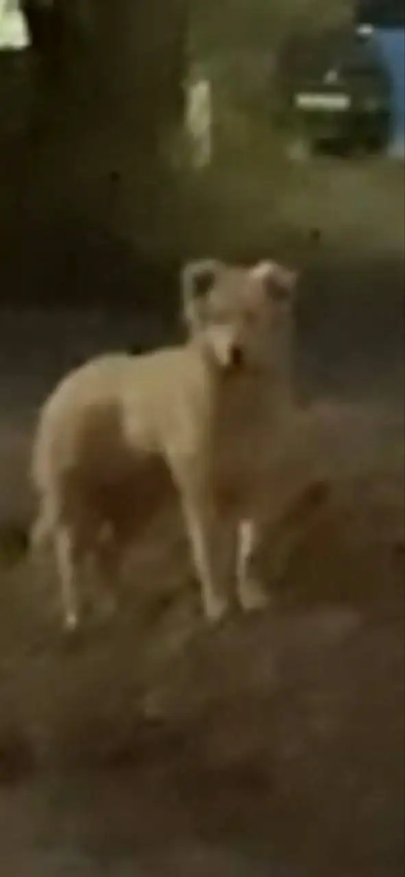 Потерян кобель Шурик в Энгельсе - Потерянные животные (Животные) в Энгельс