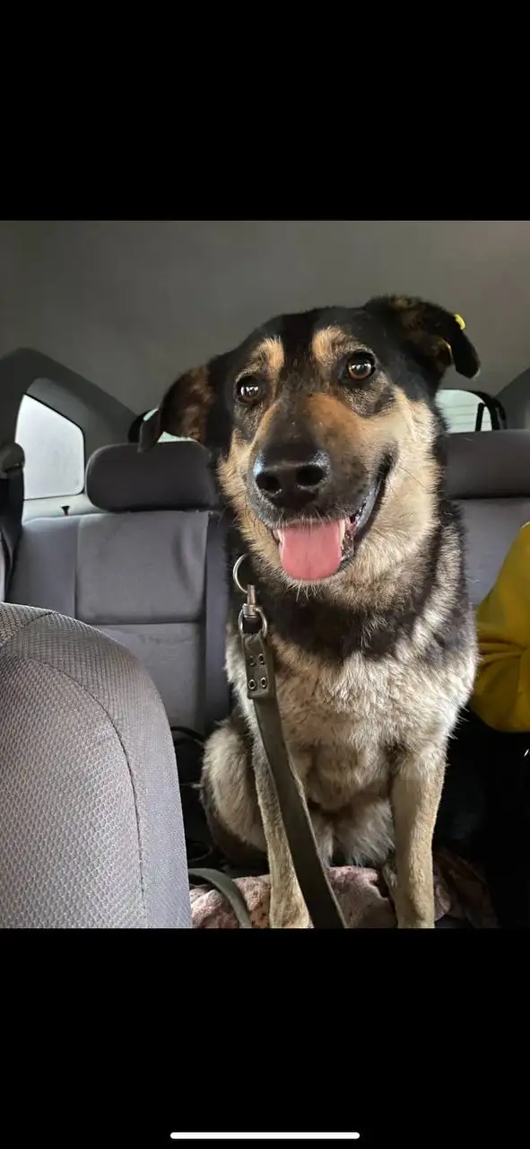 Сбор средств на операцию для собаки Миры - Животные в Саратов