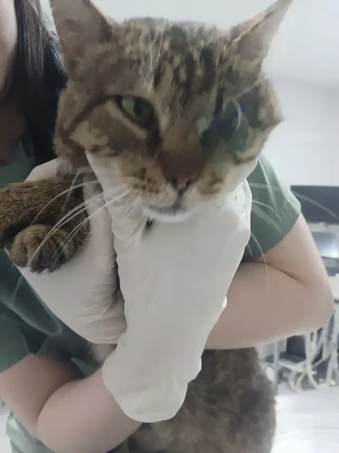 Ищет дом для кота Умки после стационара - Продукция животноводства в Саратов