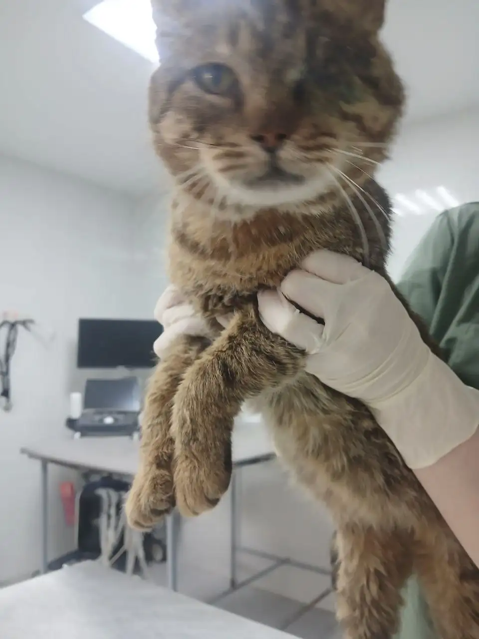 Ищет дом для кота Умки после стационара - Кошки (Животные) в Саратов