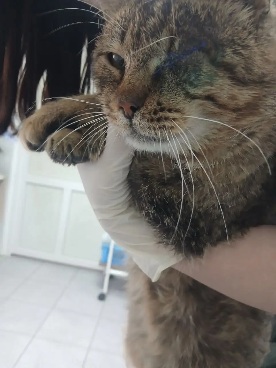 Ищет дом для кота Умки после стационара - Кошки (Животные) в Саратов