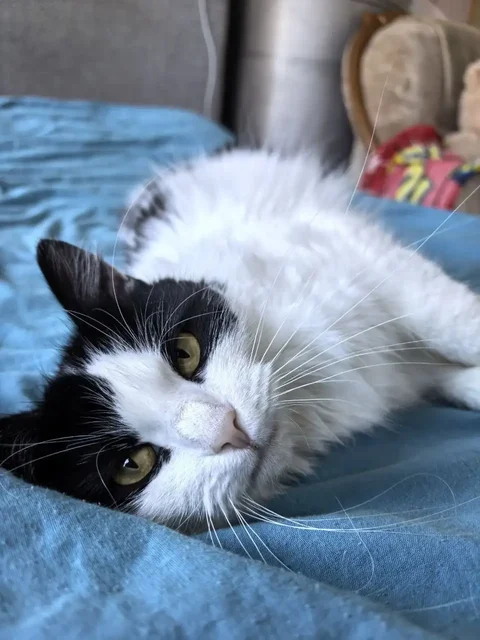 Люся ищет семью - Продукция животноводства в Саратов