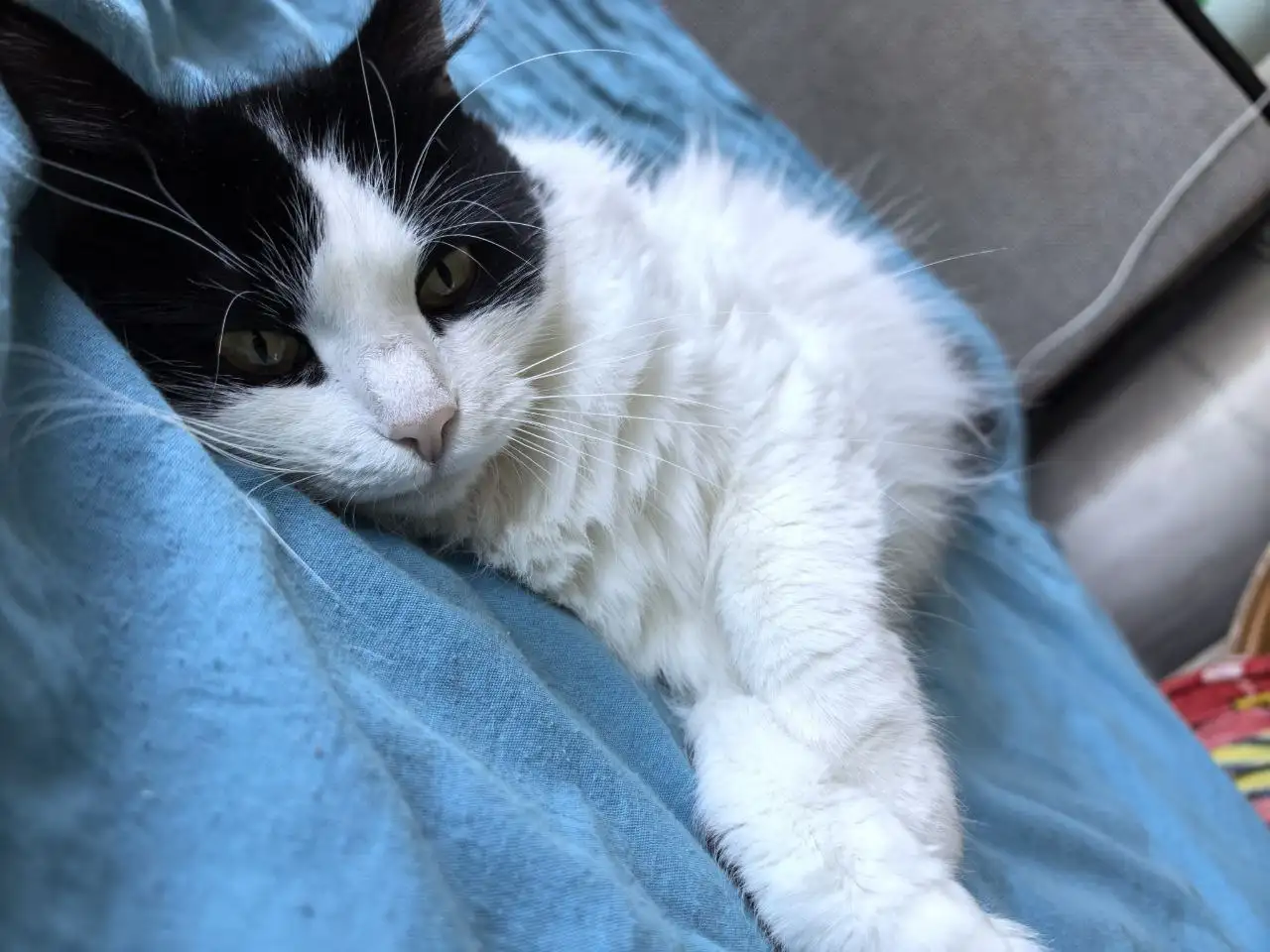 Люся ищет семью - Кошки (Животные) в Саратов