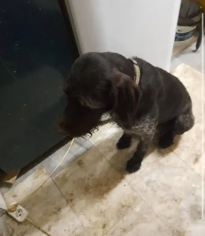 Найдена собака породы дратхаар - Благотворительность в Энгельс