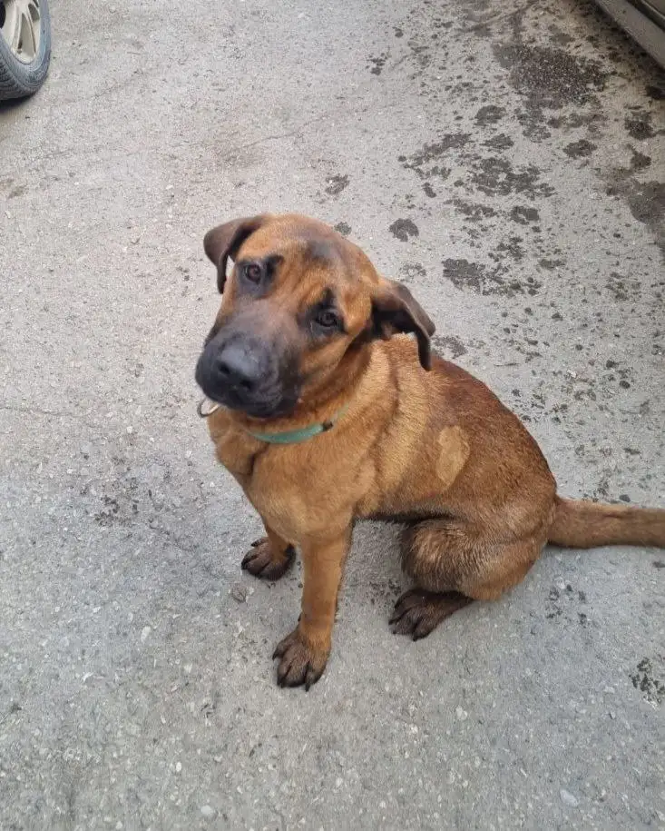 Найден щенок в районе Тинзинь - Собаки (Животные) в Энгельс