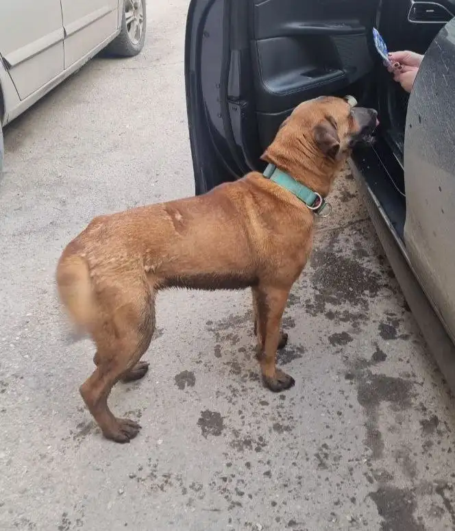 Найден щенок в районе Тинзинь - Собаки (Животные) в Энгельс