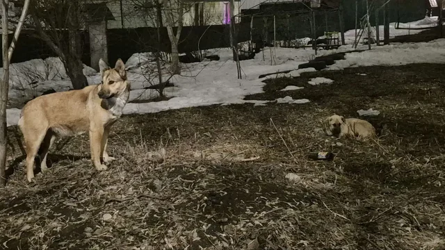 Найден щенок с матерью во дворе на первой дачной - Кошки и собаки в Саратов