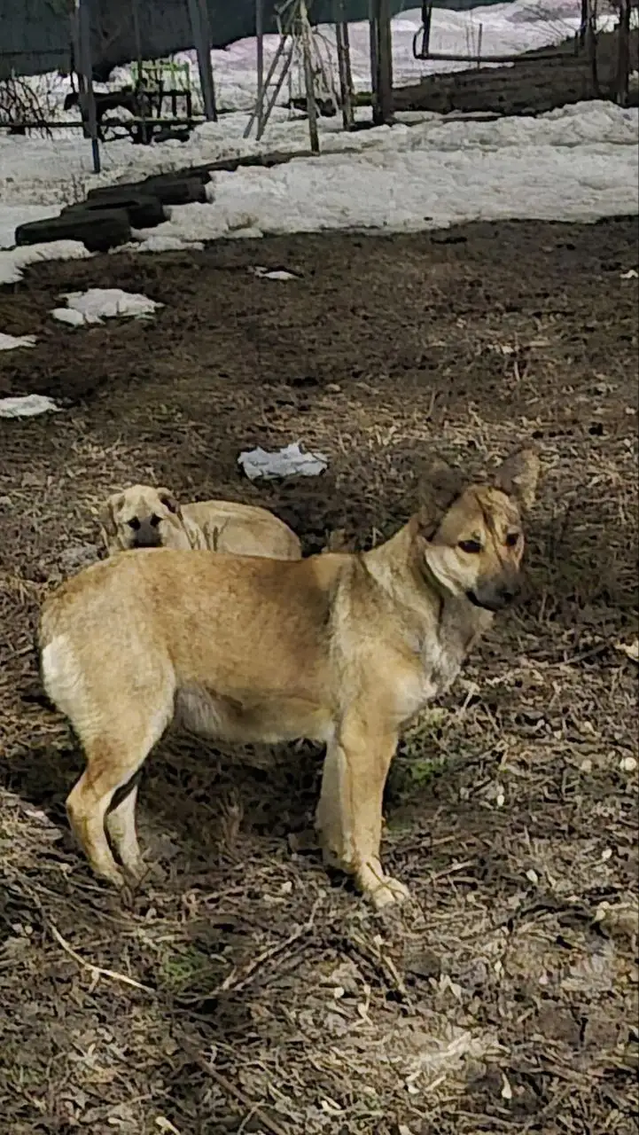 Найден щенок с матерью во дворе на первой дачной - Собаки (Животные) в Саратов