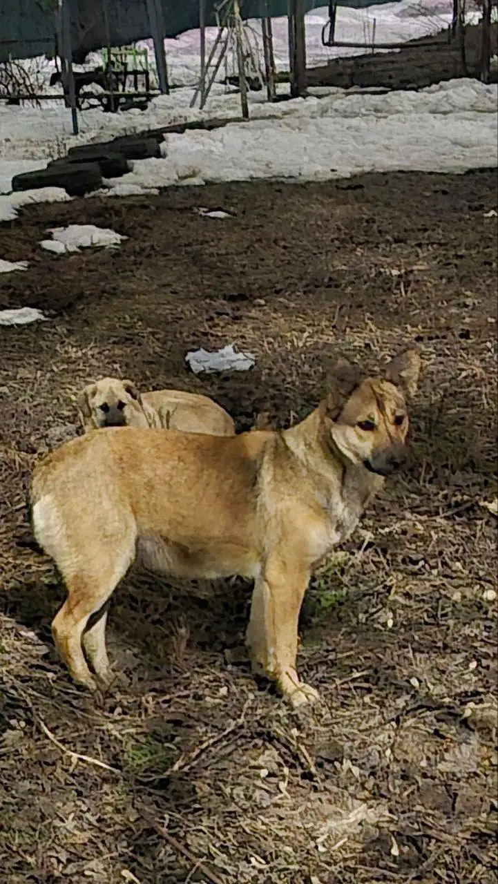 Потерянные животные в Саратове - Собаки (Животные) в Саратов