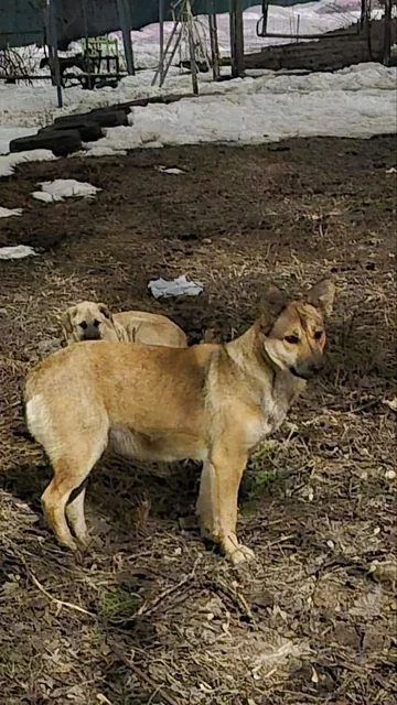 Потерянные животные в Саратове - Продукция животноводства в Саратов