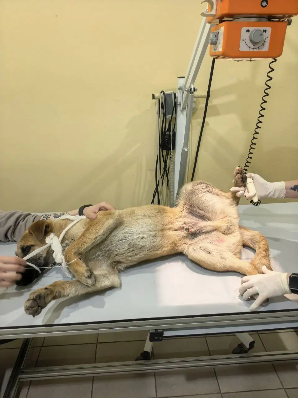 Сбор средств на операцию для сбитой собаки Комиссар - Благотворительность (Животные) в Энгельс