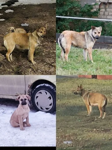 Потерянные щенки в Саратове - Продукция животноводства в Саратов