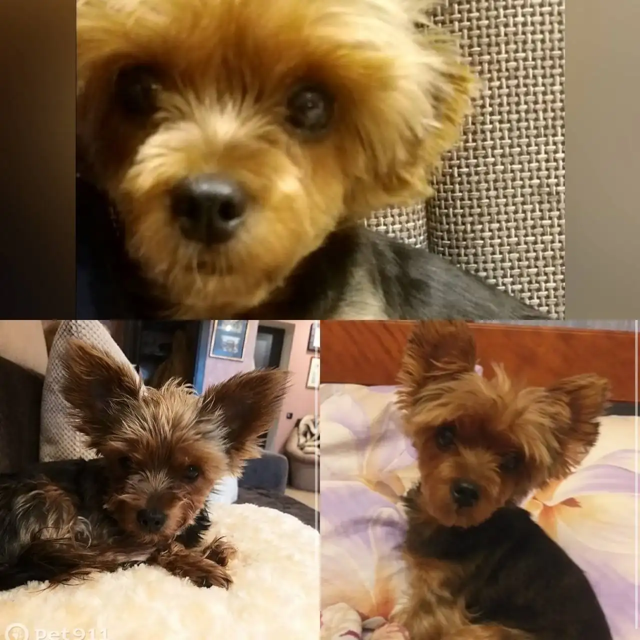 Йоркширский терьер - Собаки (Животные) в Саратов