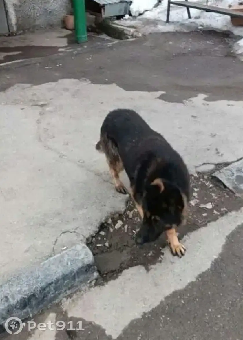 Найдена собака немецкой овчарки в Саратове - Собаки (Животные) в Саратов